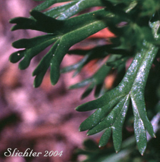Basal leaves of Luetkea, Partridgefoot, Partridge Foot: Luetkea pectinata (Synonyms: Eriogynia pectinata, Saxifraga pectinata, Spiraea pectinata)