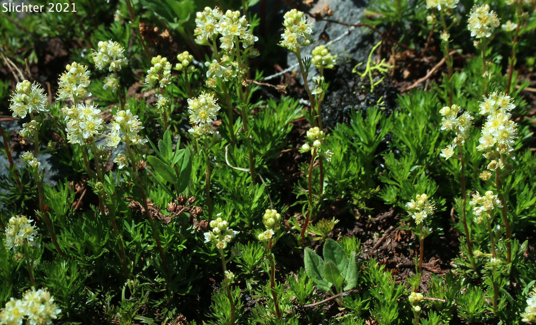 Lutkea, Partridgefoot: Luetkea pectinata (Synonym: Eriogynia pectinata, Saxifraga pectinata, Spiraea pectinata)