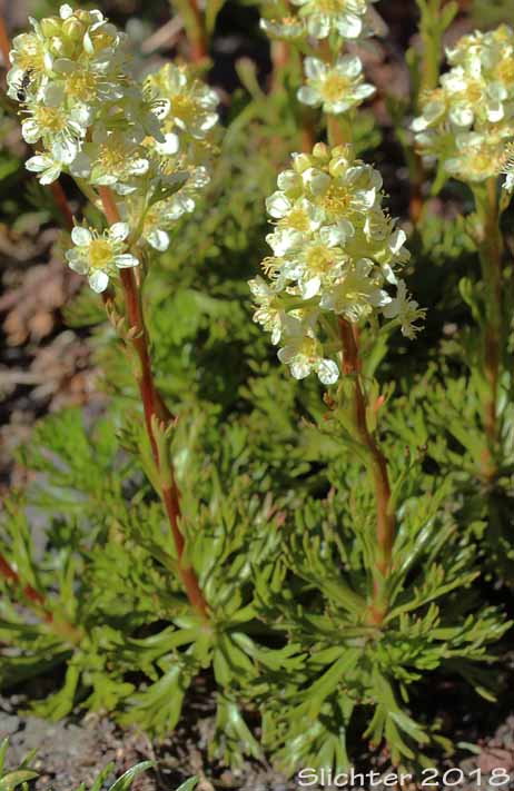 Partridgefoot, Luetkea: Luetkea pectinata (Synonyms: Eriogynia pectinata, Saxifraga pectinata, Spiraea pectinata)