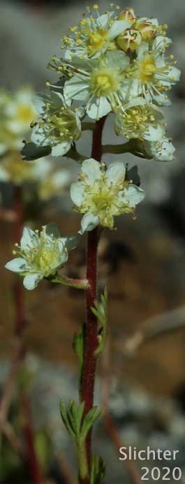 Lutkea, Partridgefoot: Luetkea pectinata (Synonym: Eriogynia pectinata, Saxifraga pectinata, Spiraea pectinata)