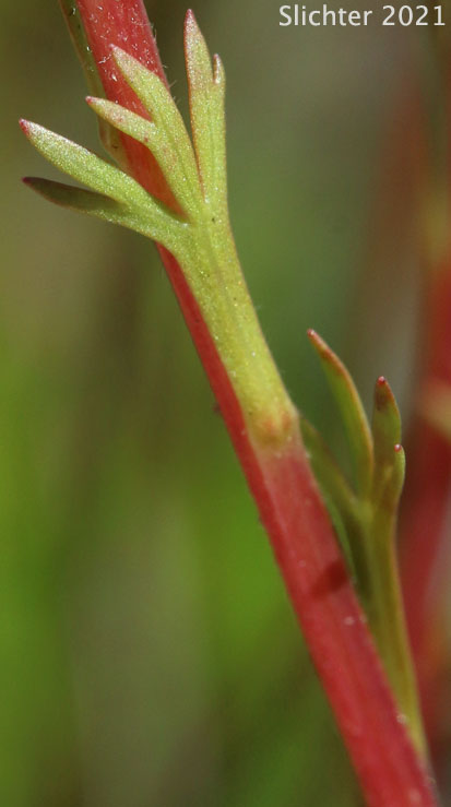 Luetkea, Partridgefoot: Luetkea pectinata (Synonym: Eriogynia pectinata, Saxifraga pectinata, Spiraea pectinata)