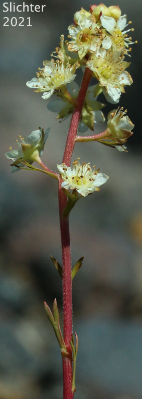 Luetkea, Partridgefoot: Luetkea pectinata (Synonym: Eriogynia pectinata, Saxifraga pectinata, Spiraea pectinata)