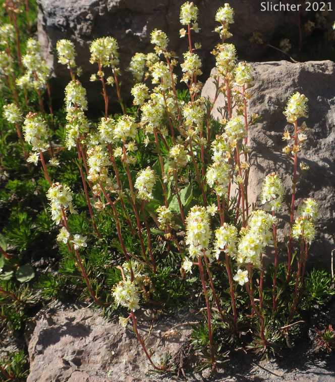Lutkea, Partridgefoot: Luetkea pectinata (Synonym: Eriogynia pectinata, Saxifraga pectinata, Spiraea pectinata)