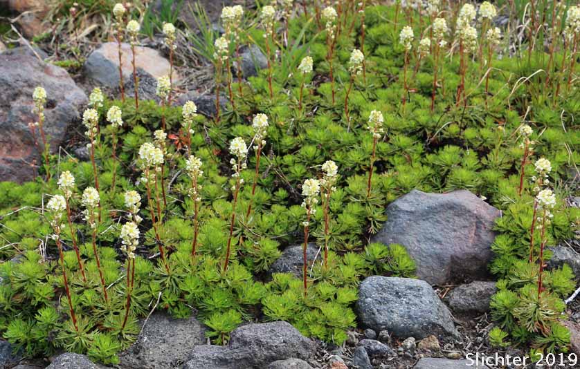 Partridgefoot, Luetkea: Luetkea pectinata (Synonyms: Eriogynia pectinata, Saxifraga pectinata, Spiraea pectinata)