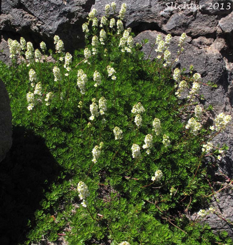 Luetkea, Partridgefoot, Partridge Foot: Luetkea pectinata (Synonyms: Eriogynia pectinata, Saxifraga pectinata, Spiraea pectinata)
