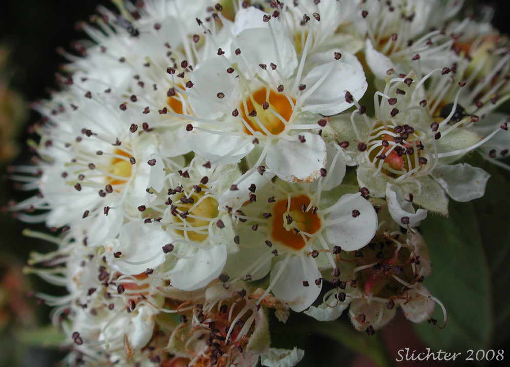 Inflorescence of Ninebark, Pacific Ninebark: Physocarpus capitatus (Synonyms: Neillia capitata, Neillia opulifolia var. mollis, Opulaster capitatus, Opulaster opulifolius var. capitatus, Physocarpa tomentosa, Physocarpus opulifolius var. tomentellus, Spiraea capitata, Spiraea opulifolia var. mollis, Spiraea opulifolia var. tomentella)