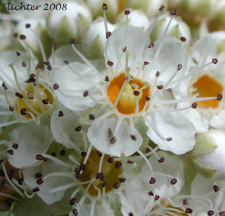 Flowers of Ninebark, Pacific Ninebark: Physocarpus capitatus (Synonyms: Neillia capitata, Neillia opulifolia var. mollis, Opulaster capitatus, Opulaster opulifolius var. capitatus, Physocarpa tomentosa, Physocarpus opulifolius var. tomentellus, Spiraea capitata, Spiraea opulifolia var. mollis, Spiraea opulifolia var. tomentella)