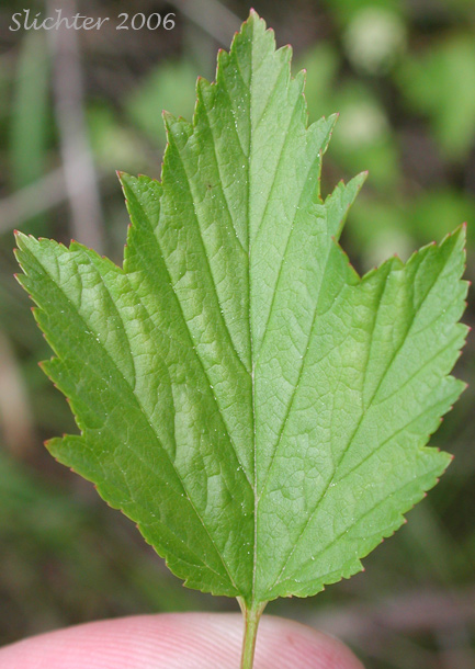 Upper leaf surface of Ninebark, Pacific Ninebark: Physocarpus capitatus (Synonyms: Neillia capitata, Neillia opulifolia var. mollis, Opulaster capitatus, Opulaster opulifolius var. capitatus, Physocarpa tomentosa, Physocarpus opulifolius var. tomentellus, Spiraea capitata, Spiraea opulifolia var. mollis, Spiraea opulifolia var. tomentella)