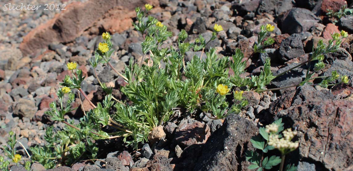 Brewer's Cinquefoil: Potentilla breweri (Synonyms: Potentilla breweri var. expansa, Potentilla drummondii ssp. breweri, Potentilla drummondii var. breweri)