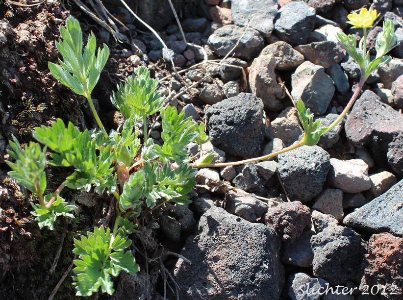 Brewer's Cinquefoil: Potentilla breweri (Synonyms: Potentilla breweri var. expansa, Potentilla drummondii ssp. breweri, Potentilla drummondii var. breweri)