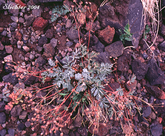 Brewer's Cinquefoil: Potentilla breweri (Synonyms: Potentilla breweri var. breweri, Potentilla breweri var. expansa, Potentilla drummondii, Potentilla drummondii ssp. breweri, Potentilla drummondii var. breweri)