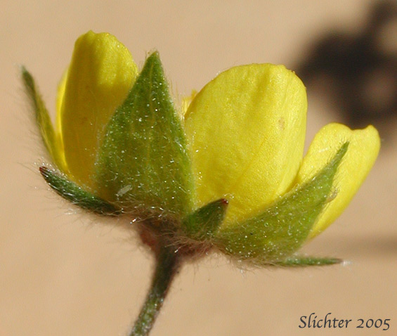 Sepals of Brewer's Cinquefoil: Potentilla breweri (Synonyms: Potentilla breweri var. expansa, Potentilla drummondii ssp. breweri, Potentilla drummondii var. breweri)