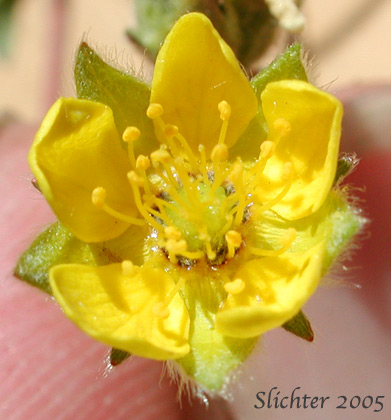 Flower of Brewer's Cinquefoil: Potentilla breweri (Synonyms: Potentilla breweri var. expansa, Potentilla drummondii ssp. breweri, Potentilla drummondii var. breweri)