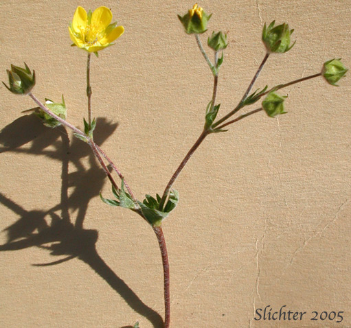 Inflorescence of Brewer's Cinquefoil: Potentilla breweri (Synonyms: Potentilla breweri var. expansa, Potentilla drummondii ssp. breweri, Potentilla drummondii var. breweri)