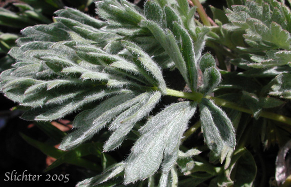 Leaves of Brewer's Cinquefoil: Potentilla breweri (Synonyms: Potentilla breweri var. expansa, Potentilla drummondii ssp. breweri, Potentilla drummondii var. breweri)