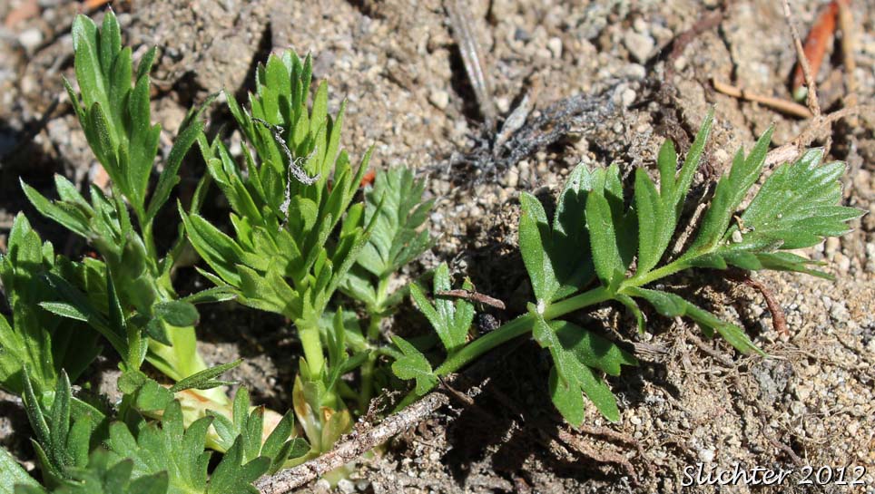Basal leaves of Drummond's Cinquefoil: Potentilla drummondii (Synonyms: Potentilla anomalofolia, Potentilla cascadensis, Potentilla dissecta var. drummondii, Potentilla drummondii ssp. drummondii, Potentilla drummondii var. cascadensis)