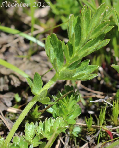 Basal leaf of Drummond's Cinquefoil: Potentilla drummondii (Synonyms: Potentilla anomalofolia, Potentilla cascadensis, Potentilla dissecta var. drummondii, Potentilla drummondii ssp. drummondii, Potentilla drummondii var. cascadensis)