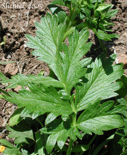 Leaf of Drummond's Cinquefoil: Potentilla drummondii (Synonym: Potentilla anomalofolia, Potentilla cascadensis, Potentilla drummondii ssp. drummondii, Potentilla dissecta var. drummondii, Potentilla drummondii var. cascadensis)