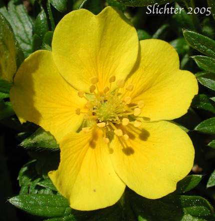 Flower of Drummond's Cinquefoil: Potentilla drummondii (Synonym: Potentilla anomalofolia, Potentilla cascadensis, Potentilla drummondii ssp. drummondii, Potentilla dissecta var. drummondii, Potentilla drummondii var. cascadensis)