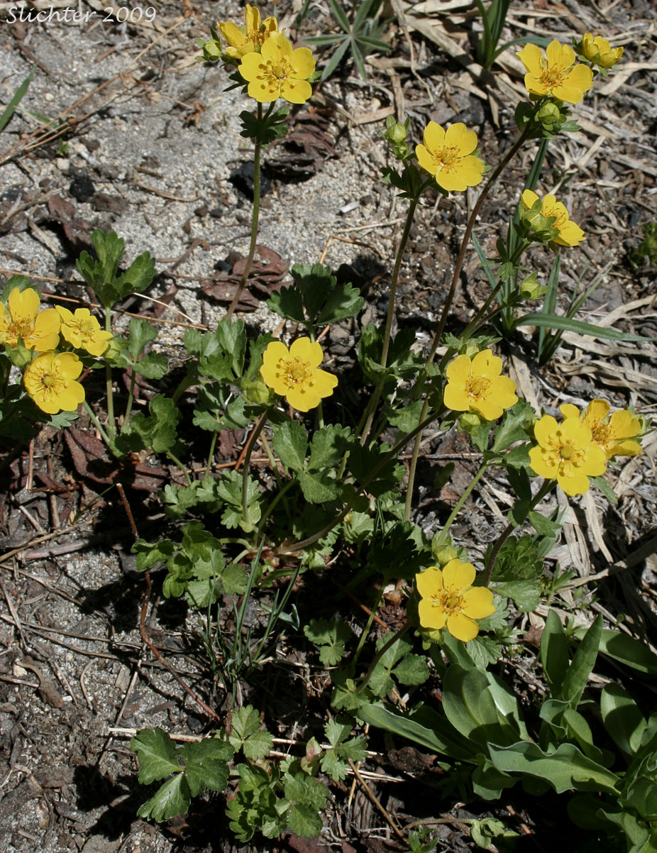 Fan-leaf Cinquefoil, Fanfoil, Fan-foil, Fringe-leaf Cinquefoil, High Mountain Cinquefoil: Potentilla flabellifolia (Synonym: Potentilla gelida)