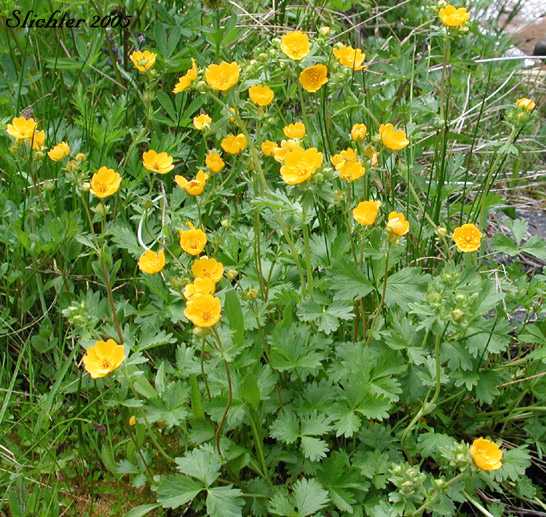 Fan-leaf Cinquefoil, Fanfoil, Fan-foil, Fringe-leaf Cinquefoil, High Mountain Cinquefoil: Potentilla flabellifolia (Synonym: Potentilla gelida)