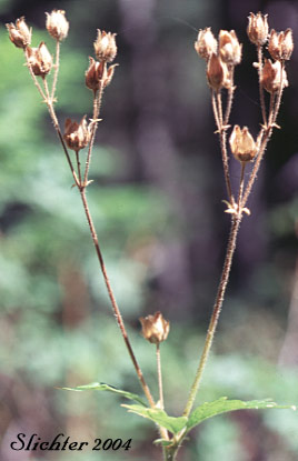 Spent inflorescence of Idaho Wood Beauty, Sticky Cinquefoil: Drymocallis glandulosa ssp. glabrata (Synonyms: Potentilla glandulosa var. incisa, Potentilla glandulosa var. intermedia)
