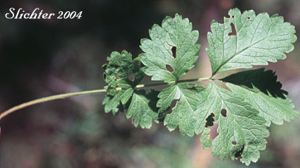 Basal leaf of Idaho Wood Beauty, Sticky Cinquefoil: Drymocallis glandulosa ssp. glabrata (Synonyms: Potentilla glandulosa var. incisa, Potentilla glandulosa var. intermedia)