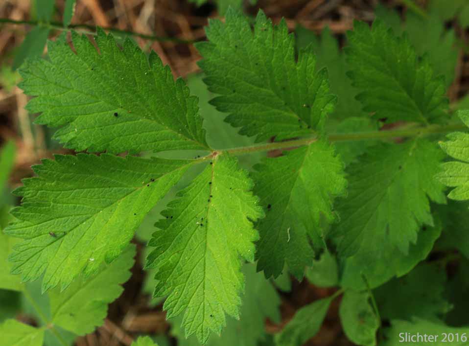 Basal leaf of Idaho Wood Beauty, Sticky Cinquefoil: Drymocallis glandulosa ssp. glabrata (Synonyms: Potentilla glandulosa var. incisa, Potentilla glandulosa var. intermedia)