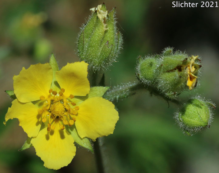 Idaho Wood Beauty, Sticky Cinquefoil: Drymocallis glandulosa ssp. glabrata (Synonyms: Potentilla glandulosa var. incisa, Potentilla glandulosa var. intermedia)