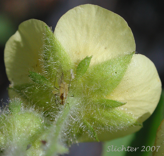 Sepals and petals of Idaho Wood Beauty, Sticky Cinquefoil: Drymocallis glandulosa ssp. glabrata (Synonyms: Potentilla glandulosa var. incisa, Potentilla glandulosa var. intermedia)