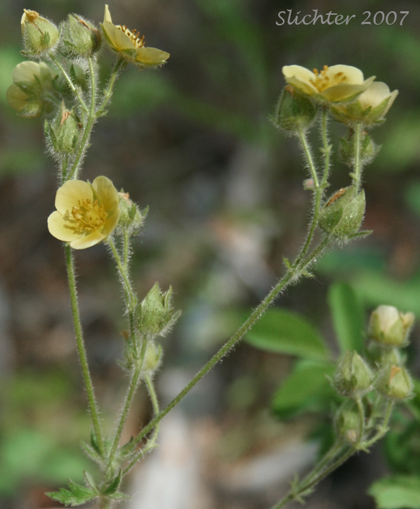 Inflorescence of Idaho Wood Beauty, Sticky Cinquefoil: Drymocallis glandulosa ssp. glabrata (Synonyms: Potentilla glandulosa var. incisa, Potentilla glandulosa var. intermedia)