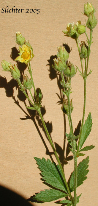Inflorescence of Idaho Wood Beauty, Sticky Cinquefoil: Drymocallis glandulosa ssp. glabrata (Synonyms: Potentilla glandulosa var. incisa, Potentilla glandulosa var. intermedia)