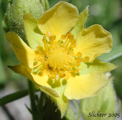 Flower of Idaho Wood Beauty, Sticky Cinquefoil: Drymocallis glandulosa ssp. glabrata (Synonyms: Potentilla glandulosa var. incisa, Potentilla glandulosa var. intermedia)