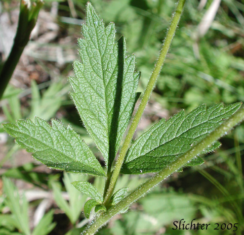 Stem leaf of Idaho Wood Beauty, Sticky Cinquefoil: Drymocallis glandulosa ssp. glabrata (Synonyms: Potentilla glandulosa var. incisa, Potentilla glandulosa var. intermedia)