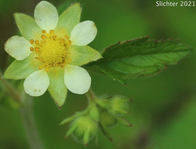 Gland Cinquefoil, Greene's Cinquefoil, Sticky Cinquefoil: Drymocallis glandulosa ssp. glandulosa (Synonyms: Drymocallis glandulosa var. glandulosa, Potentilla glandulosa, Potentilla glandulosa ssp. glandulosa, Potentilla glandulosa ssp. reflexa, Potentilla glandulosa ssp. typica, Potentilla glandulosa var. glandulosa, Potentilla glandulosa var. reflexa, Potentilla reflexa)