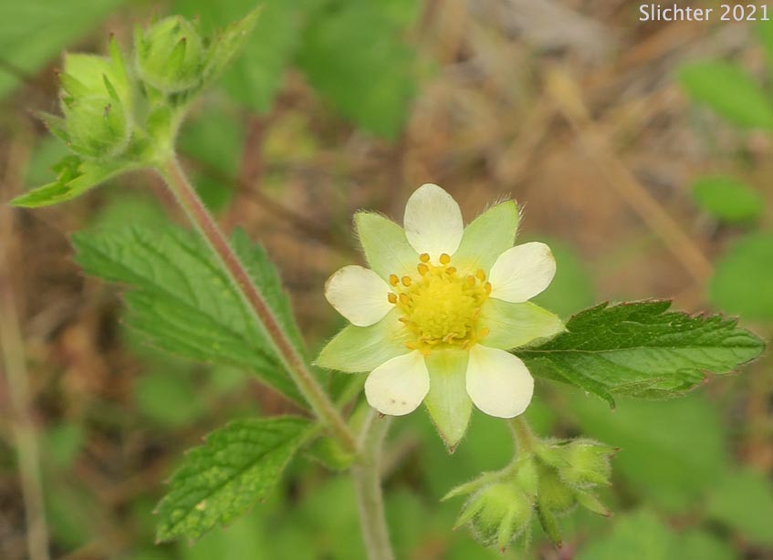 Gland Cinquefoil, Greene's Cinquefoil, Sticky Cinquefoil: Drymocallis glandulosa ssp. glandulosa (Synonyms: Drymocallis glandulosa var. glandulosa, Potentilla glandulosa, Potentilla glandulosa ssp. glandulosa, Potentilla glandulosa ssp. reflexa, Potentilla glandulosa ssp. typica, Potentilla glandulosa var. glandulosa, Potentilla glandulosa var. reflexa, Potentilla reflexa)