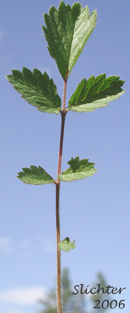 Basal leaf of Gland Cinquefoil, Greene's Cinquefoil, Sticky Cinquefoil: Drymocallis glandulosa ssp. glandulosa (Synonyms: Drymocallis glandulosa var. glandulosa, Potentilla glandulosa, Potentilla glandulosa ssp. glandulosa, Potentilla glandulosa ssp. reflexa, Potentilla glandulosa ssp. typica, Potentilla glandulosa var. glandulosa, Potentilla glandulosa var. reflexa, Potentilla reflexa)