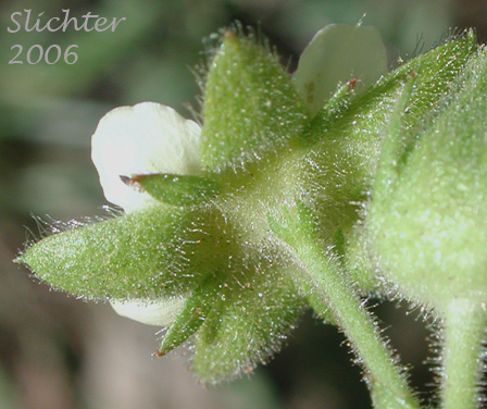 Calyx of Gland Cinquefoil, Greene's Cinquefoil, Sticky Cinquefoil: Drymocallis glandulosa ssp. glandulosa (Synonyms: Drymocallis glandulosa var. glandulosa, Potentilla glandulosa, Potentilla glandulosa ssp. glandulosa, Potentilla glandulosa ssp. reflexa, Potentilla glandulosa ssp. typica, Potentilla glandulosa var. glandulosa, Potentilla glandulosa var. reflexa, Potentilla reflexa)