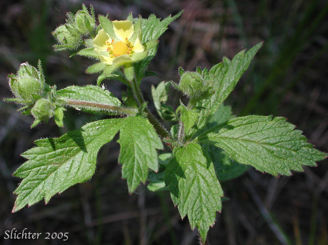 Flowers and leafy bracts of Sticky Cinquefoil: Drymocallis glandulosa var. glandulosa (Synonyms: Drymocallis glandulosa, Potentilla glandulosa ssp. glandulosa, Potentilla glandulosa ssp. typica, Potentilla glandulosa var. glandulosa, Potentilla glandulosa var. incisa, Potentilla glandulosa ssp. typica, Potentilla rhomboidea, Potentilla valida)