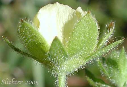 Close-up of the sepals of Sticky Cinquefoil: Drymocallis glandulosa var. glandulosa (Synonyms: Drymocallis glandulosa, Potentilla glandulosa ssp. glandulosa, Potentilla glandulosa ssp. typica, Potentilla glandulosa var. glandulosa, Potentilla glandulosa var. incisa, Potentilla glandulosa ssp. typica, Potentilla rhomboidea, Potentilla valida)