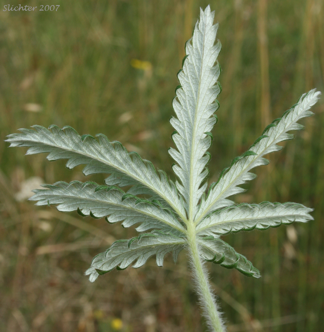 Lower leaf of Graceful Cinquefoil, Hall's Cinquefoil, Slender Cinquefoil, Wooly Cinquefoil: Potentilla gracilis var. gracilis (Synonyms: Potentilla angustata, Potentilla blasckeana, Potentilla blasckeana var. permollis, Potentilla etomentosa, Potentilla etomentosa var. hallii, Potentilla fastigiata, Potentilla glomerata, Potentilla gracilis ssp. nuttallii, Potentilla gracilis var. blasckeana, Potentilla gracilis var. fastigiata, Potentilla gracilis var. glabrata, Potentilla gracilis var. nuttallii, Potentilla gracilis var. permollis, Potentilla gracilis var. rigida, Potentilla jucunda, Potentilla longipedunculata, Potentilla macropetala, Potentilla nuttallii, Potentilla permollis, Potentilla rectiformis, Potentilla viridescens)