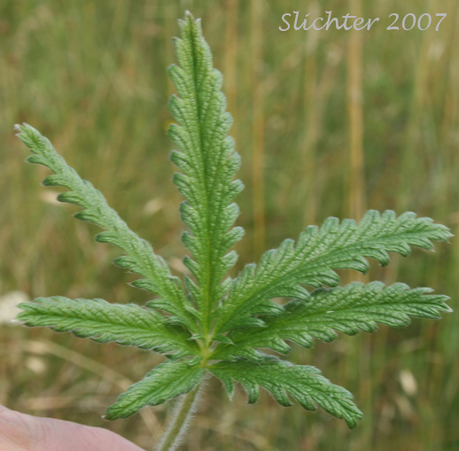 Upper leaf surface of Graceful Cinquefoil, Hall's Cinquefoil, Slender Cinquefoil, Wooly Cinquefoil: Potentilla gracilis var. gracilis (Synonyms: Potentilla angustata, Potentilla blasckeana, Potentilla blasckeana var. permollis, Potentilla etomentosa, Potentilla etomentosa var. hallii, Potentilla fastigiata, Potentilla glomerata, Potentilla gracilis ssp. nuttallii, Potentilla gracilis var. blasckeana, Potentilla gracilis var. fastigiata, Potentilla gracilis var. glabrata, Potentilla gracilis var. nuttallii, Potentilla gracilis var. permollis, Potentilla gracilis var. rigida, Potentilla jucunda, Potentilla longipedunculata, Potentilla macropetala, Potentilla nuttallii, Potentilla permollis, Potentilla rectiformis, Potentilla viridescens)