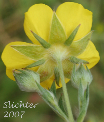 Sepals of Graceful Cinquefoil, Hall's Cinquefoil, Slender Cinquefoil, Wooly Cinquefoil: Potentilla gracilis var. gracilis (Synonyms: Potentilla angustata, Potentilla blasckeana, Potentilla blasckeana var. permollis, Potentilla etomentosa, Potentilla etomentosa var. hallii, Potentilla fastigiata, Potentilla glomerata, Potentilla gracilis ssp. nuttallii, Potentilla gracilis var. blasckeana, Potentilla gracilis var. fastigiata, Potentilla gracilis var. glabrata, Potentilla gracilis var. nuttallii, Potentilla gracilis var. permollis, Potentilla gracilis var. rigida, Potentilla jucunda, Potentilla longipedunculata, Potentilla macropetala, Potentilla nuttallii, Potentilla permollis, Potentilla rectiformis, Potentilla viridescens)