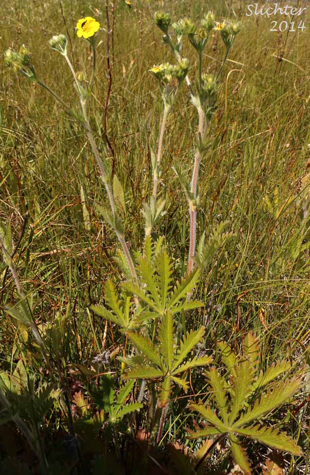 Graceful Cinquefoil, Hall's Cinquefoil, Slender Cinquefoil, Wooly Cinquefoil: Potentilla gracilis var. gracilis (Synonyms: Potentilla angustata, Potentilla blasckeana, Potentilla blasckeana var. permollis, Potentilla etomentosa, Potentilla etomentosa var. hallii, Potentilla fastigiata, Potentilla glomerata, Potentilla gracilis ssp. nuttallii, Potentilla gracilis var. blasckeana, Potentilla gracilis var. fastigiata, Potentilla gracilis var. glabrata, Potentilla gracilis var. nuttallii, Potentilla gracilis var. permollis, Potentilla gracilis var. rigida, Potentilla jucunda, Potentilla longipedunculata, Potentilla macropetala, Potentilla nuttallii, Potentilla permollis, Potentilla rectiformis, Potentilla viridescens)