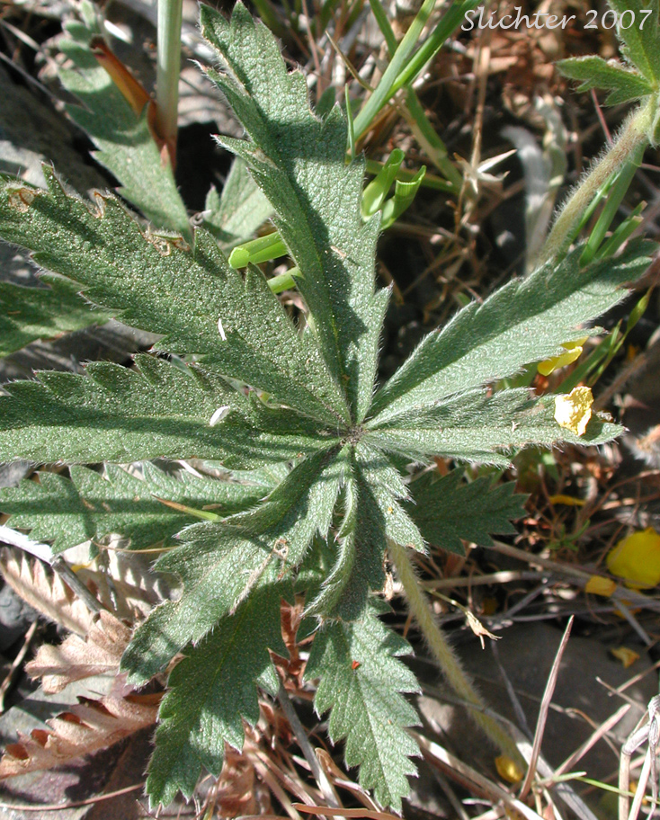 Basal leaf of Graceful Cinquefoil, Hall's Cinquefoil, Slender Cinquefoil, Wooly Cinquefoil: Potentilla gracilis var. gracilis (Synonyms: Potentilla angustata, Potentilla blasckeana, Potentilla blasckeana var. permollis, Potentilla etomentosa, Potentilla etomentosa var. hallii, Potentilla fastigiata, Potentilla glomerata, Potentilla gracilis ssp. nuttallii, Potentilla gracilis var. blasckeana, Potentilla gracilis var. fastigiata, Potentilla gracilis var. glabrata, Potentilla gracilis var. nuttallii, Potentilla gracilis var. permollis, Potentilla gracilis var. rigida, Potentilla jucunda, Potentilla longipedunculata, Potentilla macropetala, Potentilla nuttallii, Potentilla permollis, Potentilla rectiformis, Potentilla viridescens)