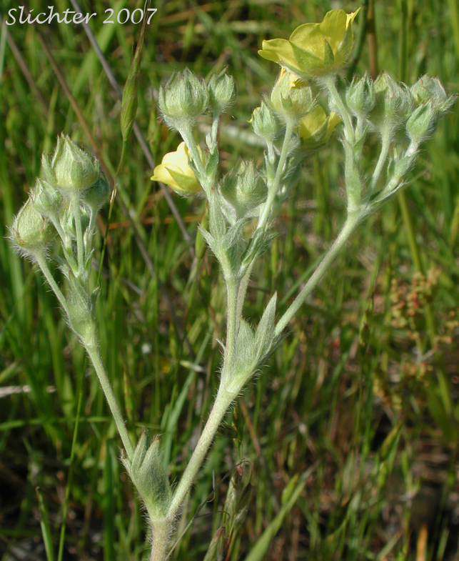Inflorescence of Graceful Cinquefoil, Hall's Cinquefoil, Slender Cinquefoil, Wooly Cinquefoil: Potentilla gracilis var. gracilis (Synonyms: Potentilla angustata, Potentilla blasckeana, Potentilla blasckeana var. permollis, Potentilla etomentosa, Potentilla etomentosa var. hallii, Potentilla fastigiata, Potentilla glomerata, Potentilla gracilis ssp. nuttallii, Potentilla gracilis var. blasckeana, Potentilla gracilis var. fastigiata, Potentilla gracilis var. glabrata, Potentilla gracilis var. nuttallii, Potentilla gracilis var. permollis, Potentilla gracilis var. rigida, Potentilla jucunda, Potentilla longipedunculata, Potentilla macropetala, Potentilla nuttallii, Potentilla permollis, Potentilla rectiformis, Potentilla viridescens)