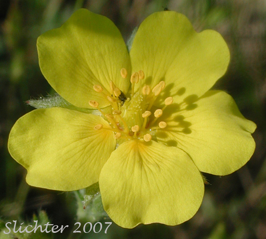 Flower of Graceful Cinquefoil, Hall's Cinquefoil, Slender Cinquefoil, Wooly Cinquefoil: Potentilla gracilis var. gracilis (Synonyms: Potentilla angustata, Potentilla blasckeana, Potentilla blasckeana var. permollis, Potentilla etomentosa, Potentilla etomentosa var. hallii, Potentilla fastigiata, Potentilla glomerata, Potentilla gracilis ssp. nuttallii, Potentilla gracilis var. blasckeana, Potentilla gracilis var. fastigiata, Potentilla gracilis var. glabrata, Potentilla gracilis var. nuttallii, Potentilla gracilis var. permollis, Potentilla gracilis var. rigida, Potentilla jucunda, Potentilla longipedunculata, Potentilla macropetala, Potentilla nuttallii, Potentilla permollis, Potentilla rectiformis, Potentilla viridescens)