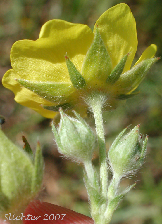 Petals and sepals of Graceful Cinquefoil, Hall's Cinquefoil, Slender Cinquefoil, Wooly Cinquefoil: Potentilla gracilis var. gracilis (Synonyms: Potentilla angustata, Potentilla blasckeana, Potentilla blasckeana var. permollis, Potentilla etomentosa, Potentilla etomentosa var. hallii, Potentilla fastigiata, Potentilla glomerata, Potentilla gracilis ssp. nuttallii, Potentilla gracilis var. blasckeana, Potentilla gracilis var. fastigiata, Potentilla gracilis var. glabrata, Potentilla gracilis var. nuttallii, Potentilla gracilis var. permollis, Potentilla gracilis var. rigida, Potentilla jucunda, Potentilla longipedunculata, Potentilla macropetala, Potentilla nuttallii, Potentilla permollis, Potentilla rectiformis, Potentilla viridescens)