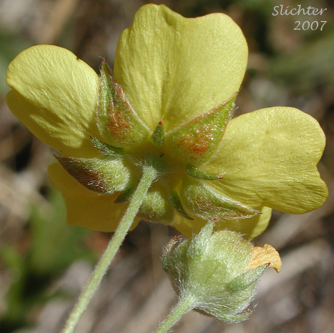 Flower of Graceful Cinquefoil, Hall's Cinquefoil, Slender Cinquefoil, Wooly Cinquefoil: Potentilla gracilis var. gracilis (Synonyms: Potentilla angustata, Potentilla blasckeana, Potentilla blasckeana var. permollis, Potentilla etomentosa, Potentilla etomentosa var. hallii, Potentilla fastigiata, Potentilla glomerata, Potentilla gracilis ssp. nuttallii, Potentilla gracilis var. blasckeana, Potentilla gracilis var. fastigiata, Potentilla gracilis var. glabrata, Potentilla gracilis var. nuttallii, Potentilla gracilis var. permollis, Potentilla gracilis var. rigida, Potentilla jucunda, Potentilla longipedunculata, Potentilla macropetala, Potentilla nuttallii, Potentilla permollis, Potentilla rectiformis, Potentilla viridescens)