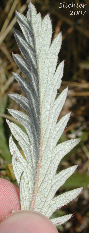 Leaflet of Graceful Cinquefoil, Hall's Cinquefoil, Slender Cinquefoil, Wooly Cinquefoil: Potentilla gracilis var. gracilis (Synonyms: Potentilla angustata, Potentilla blasckeana, Potentilla blasckeana var. permollis, Potentilla etomentosa, Potentilla etomentosa var. hallii, Potentilla fastigiata, Potentilla glomerata, Potentilla gracilis ssp. nuttallii, Potentilla gracilis var. blasckeana, Potentilla gracilis var. fastigiata, Potentilla gracilis var. glabrata, Potentilla gracilis var. nuttallii, Potentilla gracilis var. permollis, Potentilla gracilis var. rigida, Potentilla jucunda, Potentilla longipedunculata, Potentilla macropetala, Potentilla nuttallii, Potentilla permollis, Potentilla rectiformis, Potentilla viridescens)